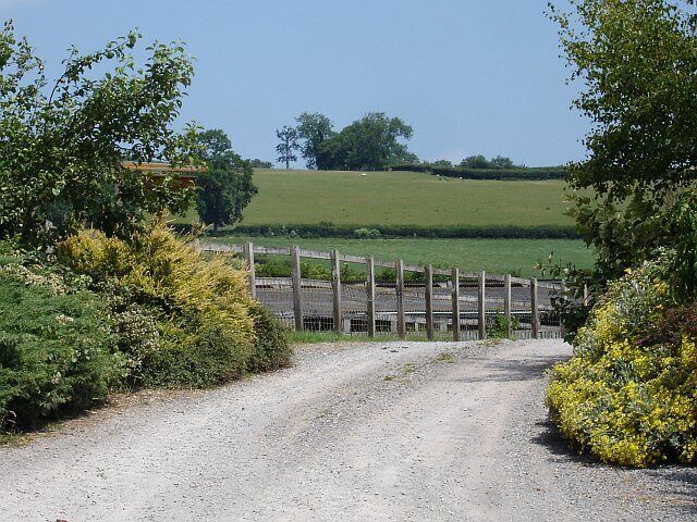 Not a tree. The entrance to West Town Farm, Greinton from which one can see, on the ridge, a telecommunications mast disguised as a tree. Somehow the upper branches go upwards too much to be convincing which is why it caught my eye.