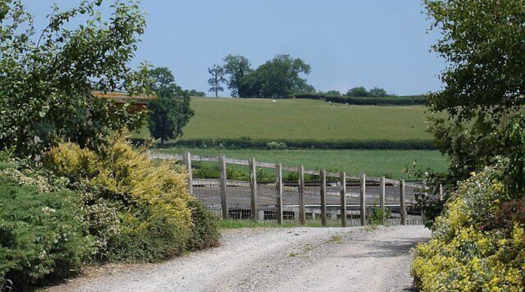 Not a tree. The entrance to West Town Farm, Greinton from which one can see, on the ridge, a telecommunications mast disguised as a tree. Somehow the upper branches go upwards too much to be convincing which is why it caught my eye.