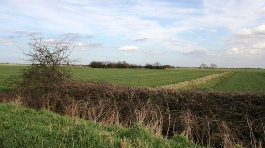 Old hedge boundary of fen field system.