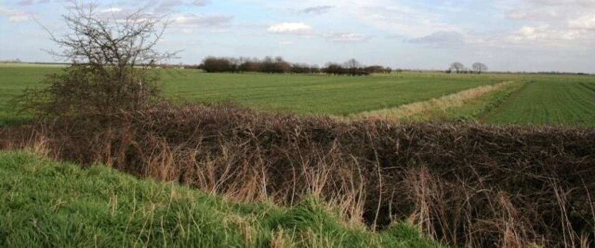 A rural landscape with a field, a hedge, and a clear sky.