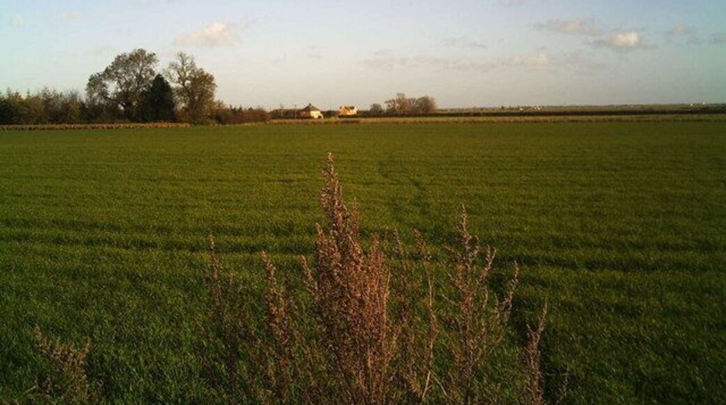 Car Dyke Farm from disused railway track This view is from where the footpath crosses the disused railway track ( which used to link Bourne with Hacconby, Rippingale and so-on northwards, more than 40 ears ago). The present-day footpath has been used for generations of farm workers who used it to walk to the farm from Morton village in the days of horses not tractors. The route passes over an autumn-sown cereal crop.
