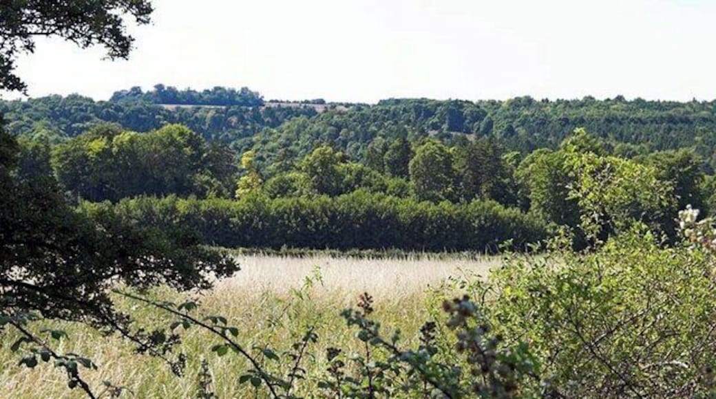 Plantations. The view from Gravel Hill with the Burwell and Claypit Plantations in view.