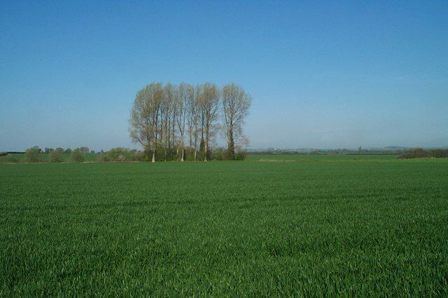 A green field with a row of trees in the distance.