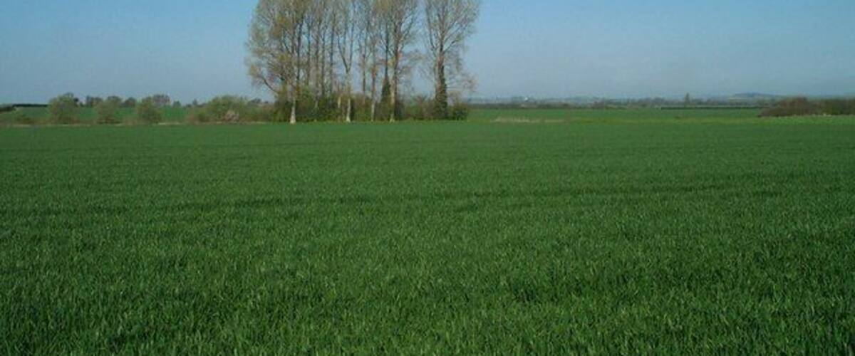 A green field with a row of trees in the distance.