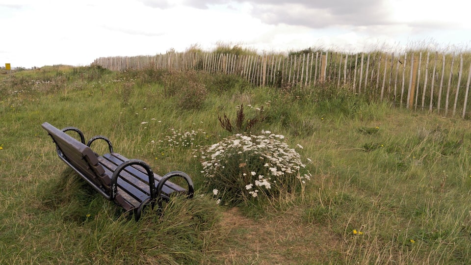 A bench in a grassy field with wildflowers and a wooden fence in the background.
