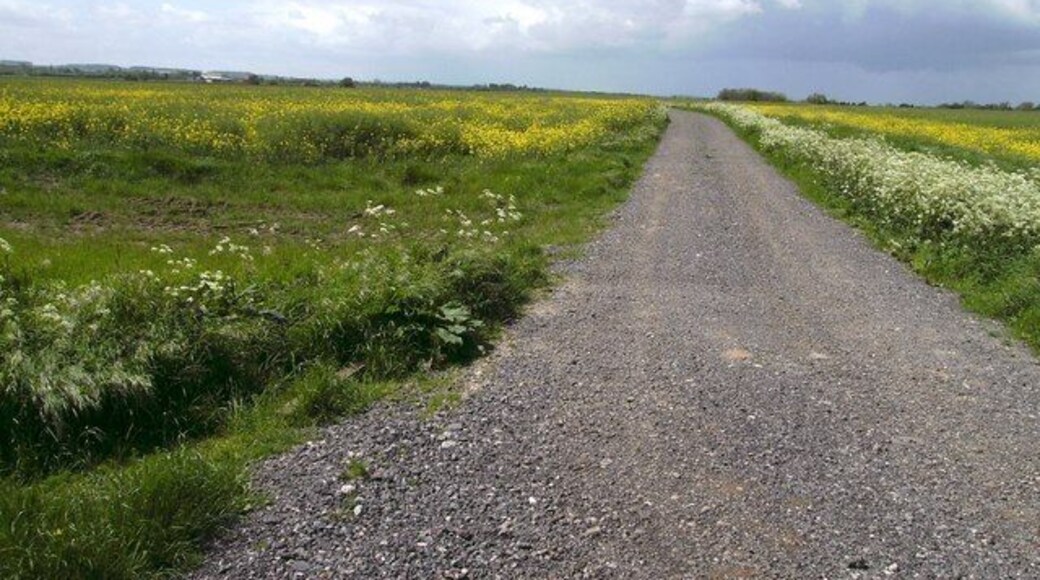 Combined footpath and track. From the same location as 456342 but looking west the footpath continues using the route of the track.