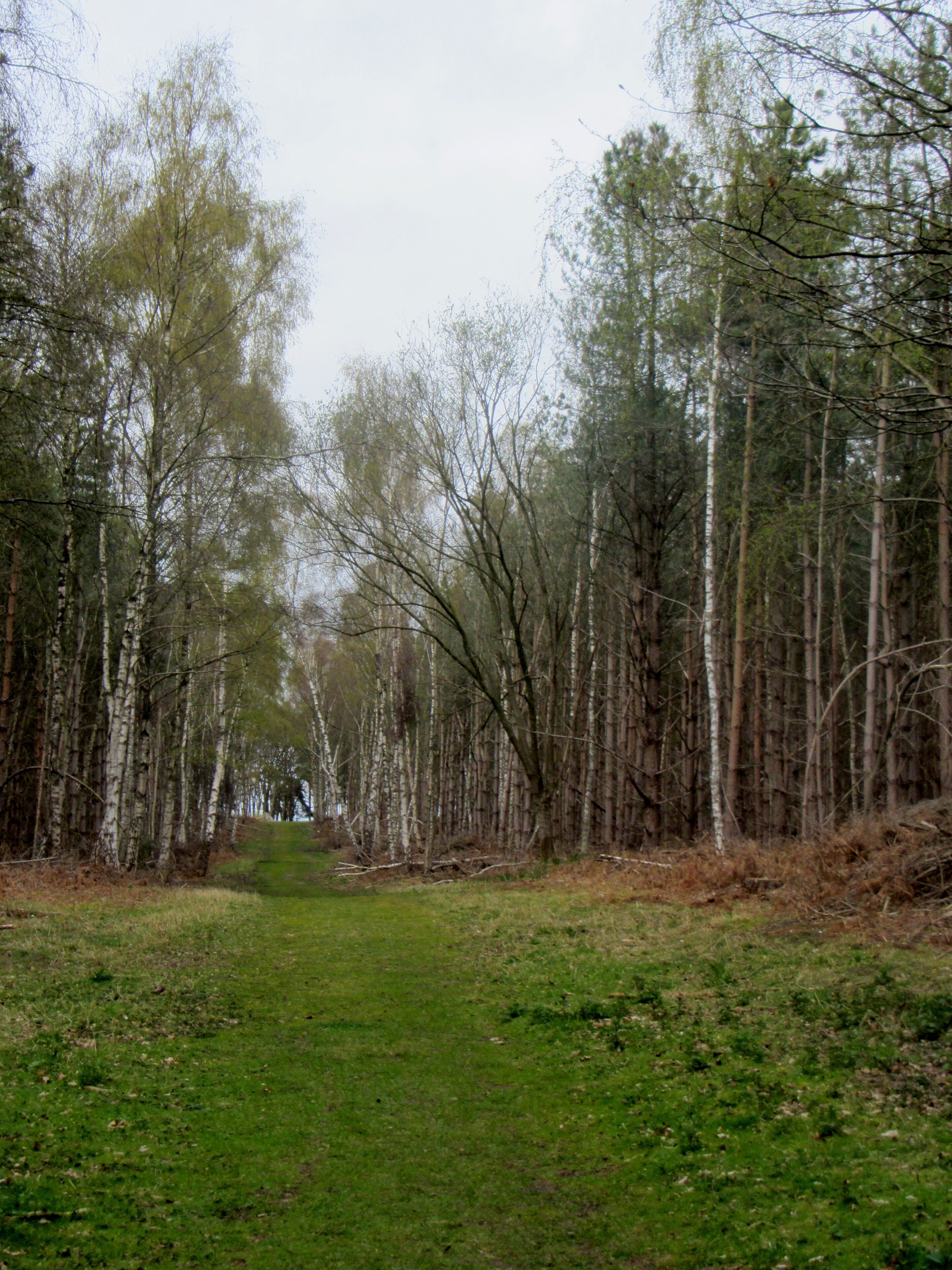 Birches coming into leaf near the Covert - Easter 2012