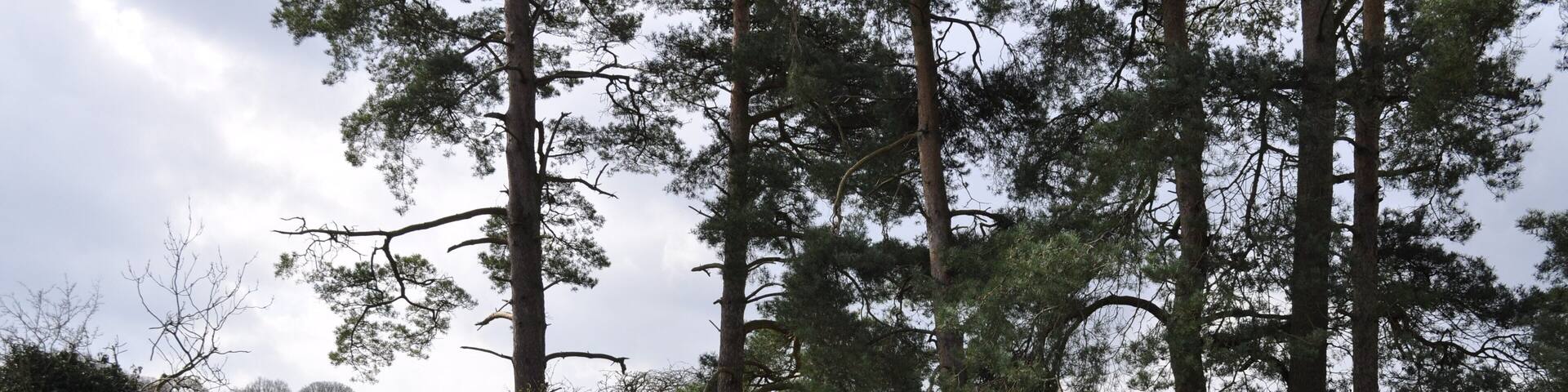 St. Andrew Church, Langford This is a corner of the churchyard at St. Andrew Church, Langford. This church is situated inside the STANTA military battle training area and I visited on 26th March 2010 with special permission from the MoD. The area was originally established in 1942 when a battle training area was required. Military exercises were already known in the area; tanks had trained at Thetford in the First World War. The complete takeover involved the evacuation of the villages of Buckenham Tofts, Langford, Stanford, Sturston, Tottington and West Tofts. All residents were evactuated in 1942.