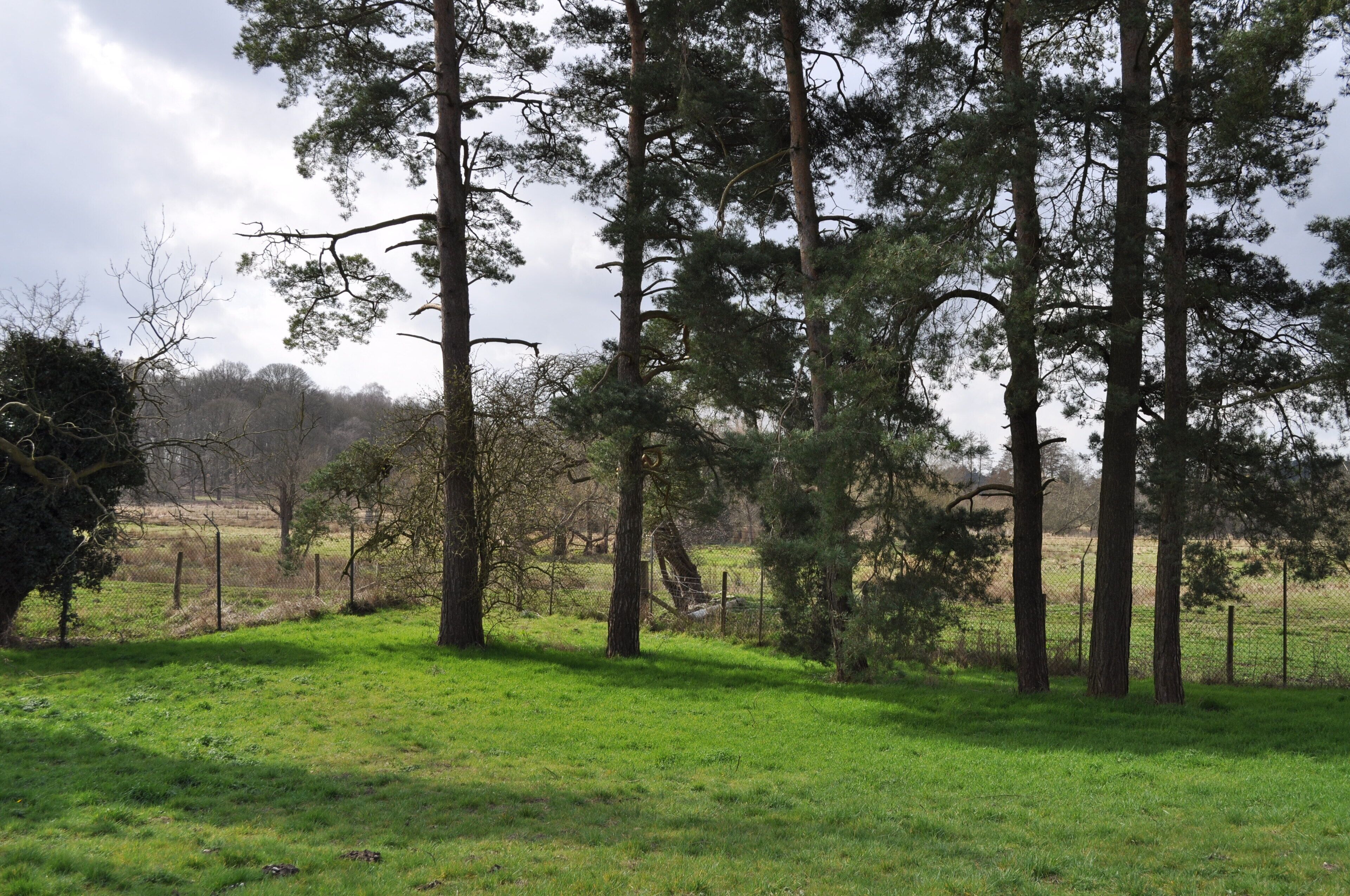 A grassy field with tall trees and a fence in the background.