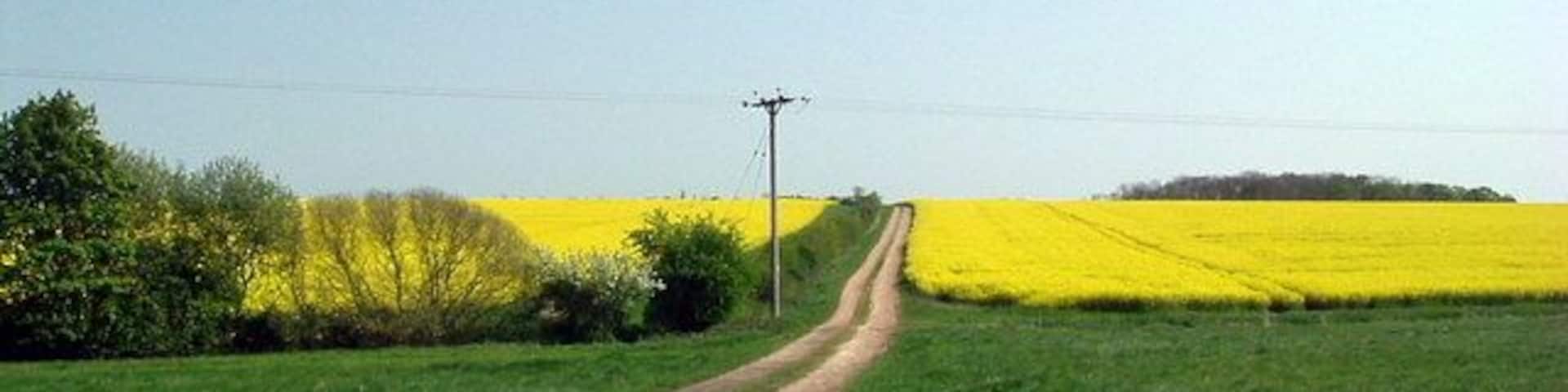 Pathway through the rape, near to Knotting Green, Bedfordshire, Great Britain. View east near Knotting Green