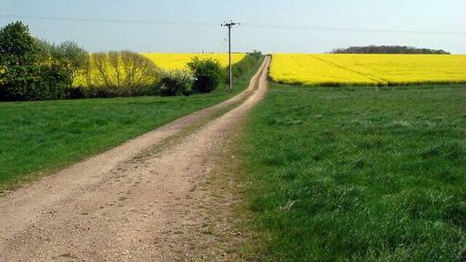 Pathway through the rape, near to Knotting Green, Bedfordshire, Great Britain. View east near Knotting Green