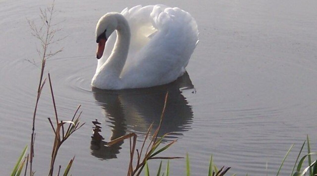 Swan on the river in Long Load