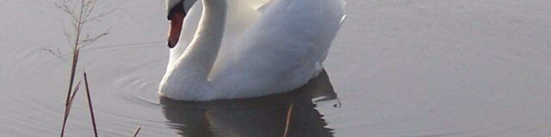 Swan on the river in Long Load