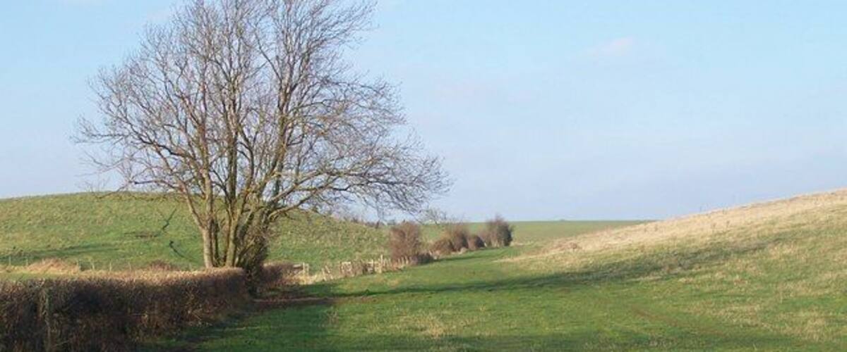A grassy field with a leafless tree and rolling hills in the background.