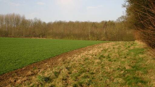 Looking to Lady Wood From footpath by Flint's Wood looking across to Lady Wood