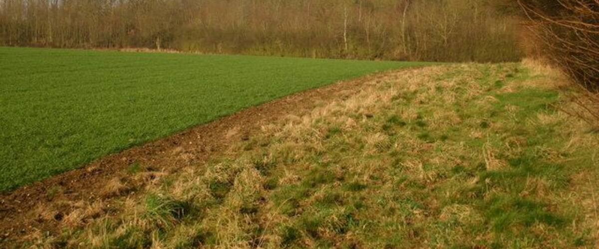 A green field with a forest in the background.