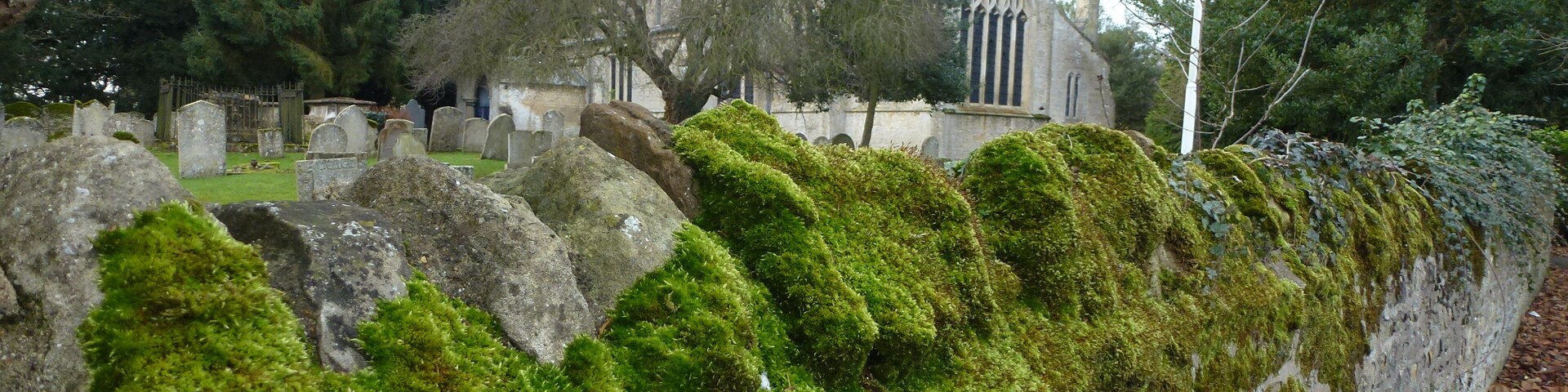 Moss on the churchyard wall, Peakirk