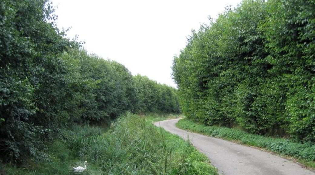 Blue Gowt Drove, Pinchbeck, Lincs.