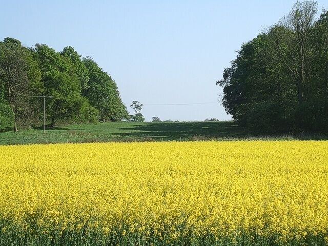 Rape field and two woods A bright yellow field of Rape makes a dazzling foreground to a gap between two woods. The wood on the left is Wakes End Wood, while on the right is Birchall's Wood. The photo was taken from Cobblers Lane.