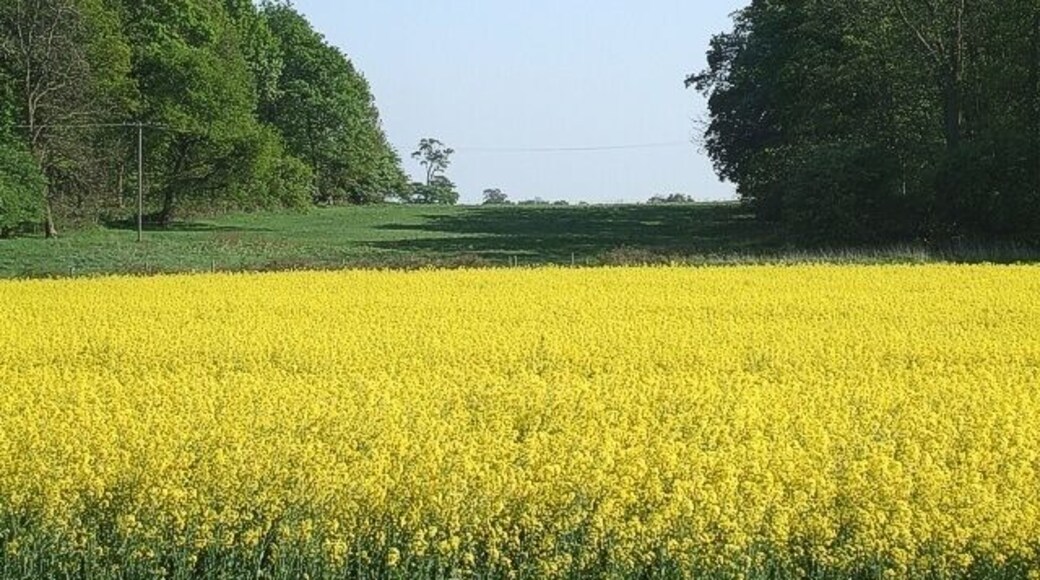 Rape field and two woods A bright yellow field of Rape makes a dazzling foreground to a gap between two woods. The wood on the left is Wakes End Wood, while on the right is Birchall's Wood. The photo was taken from Cobblers Lane.