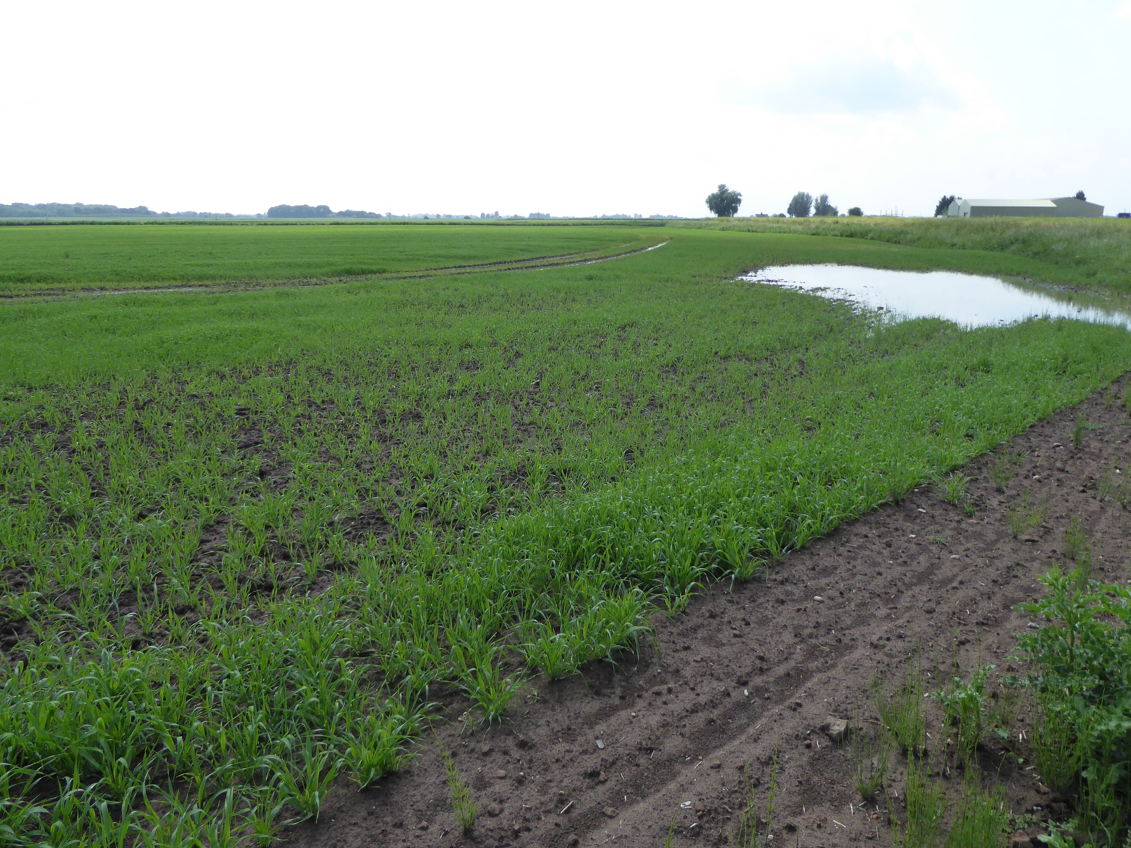 Setchey SSSI is a Site of Special Scientific Interest south of King's Lynn in Norfolk.