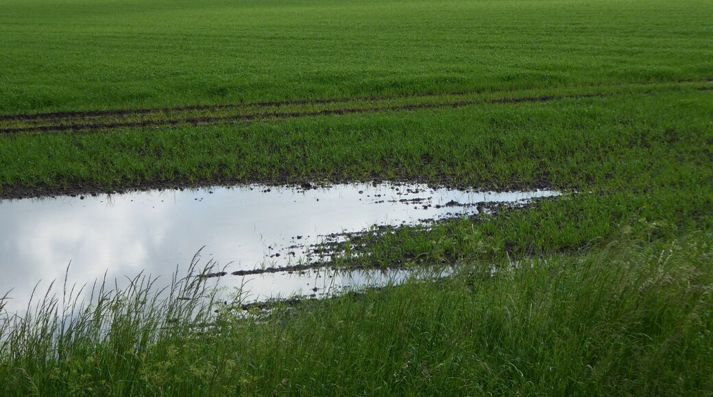 Setchey SSSI is a Site of Special Scientific Interest south of King's Lynn in Norfolk.