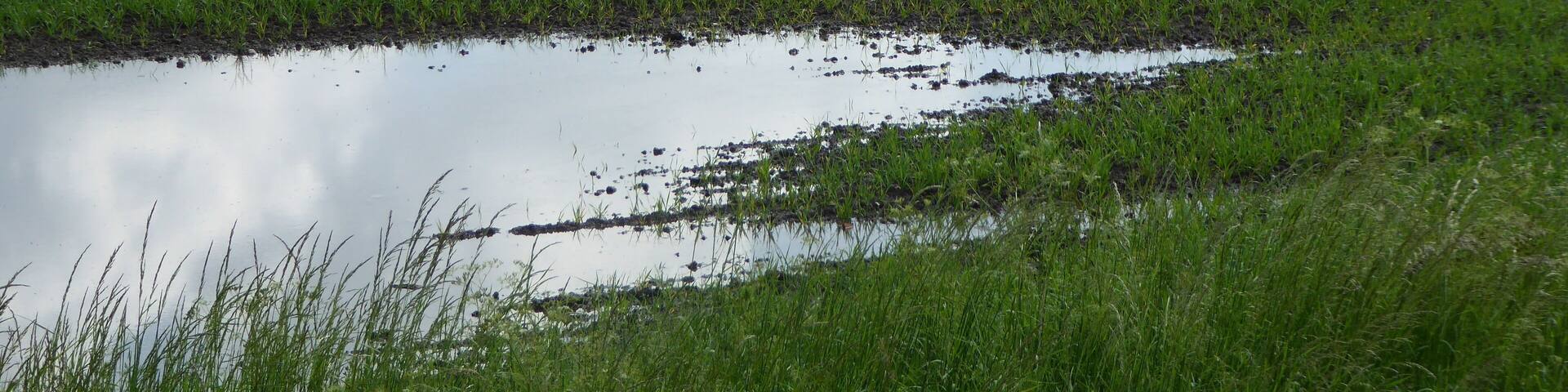 Setchey SSSI is a Site of Special Scientific Interest south of King's Lynn in Norfolk.