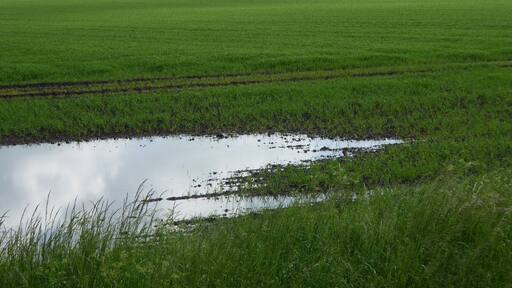 Setchey SSSI is a Site of Special Scientific Interest south of King's Lynn in Norfolk.
