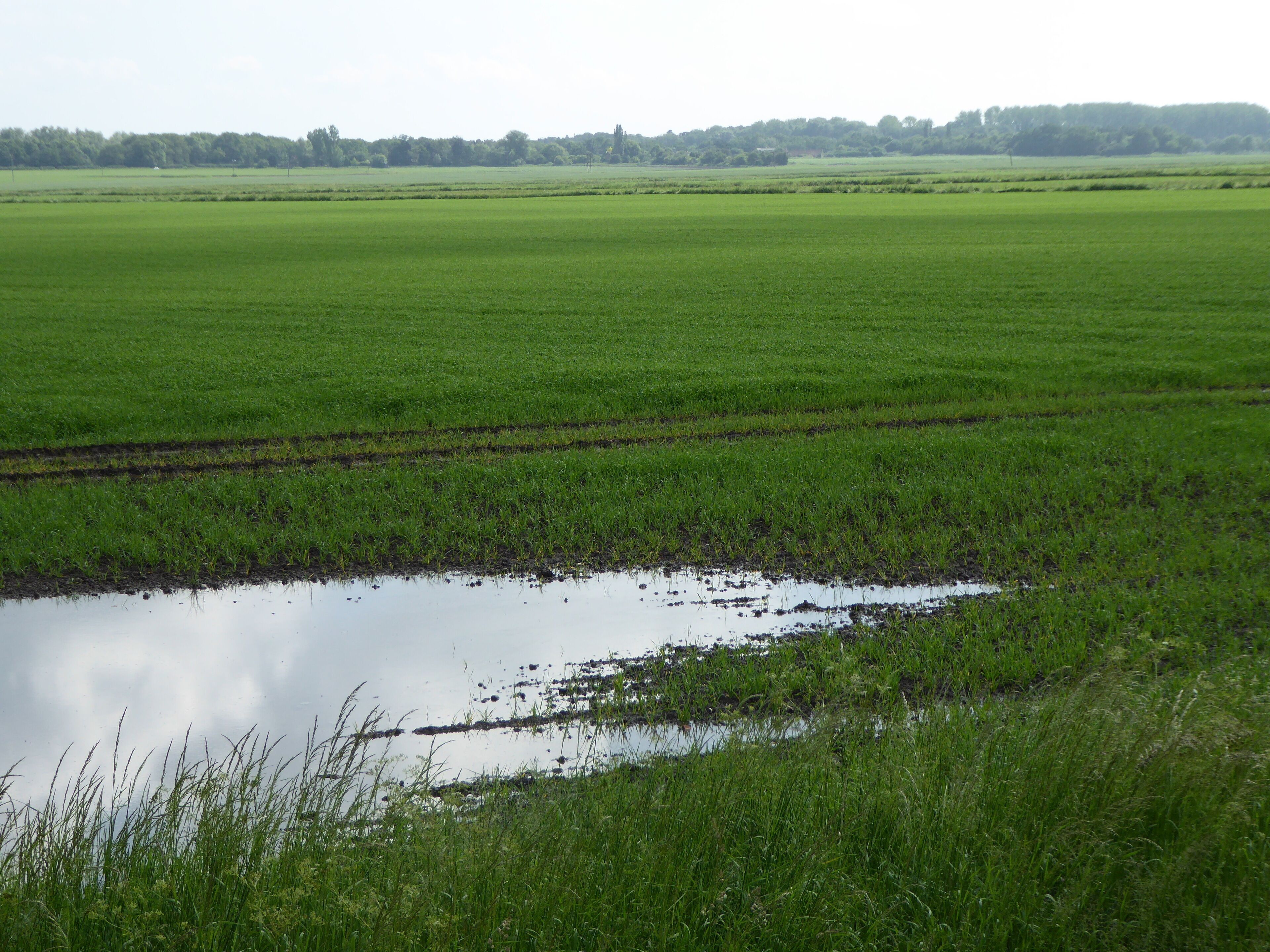 A vast green field with a small pond in the foreground.
