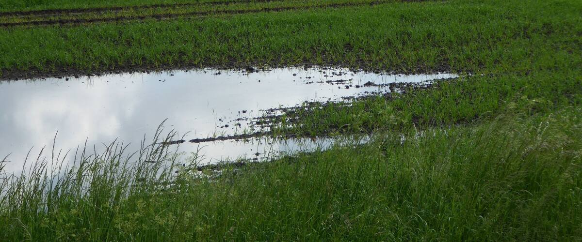 A vast green field with a small pond in the foreground.