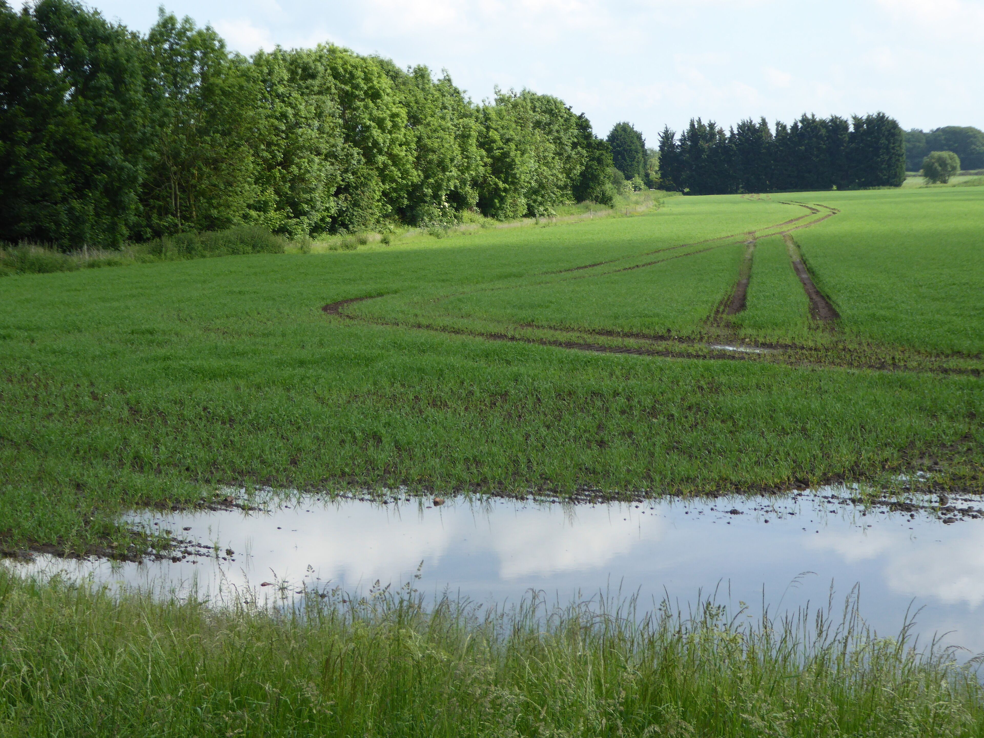 Setchey SSSI is a Site of Special Scientific Interest south of King's Lynn in Norfolk.