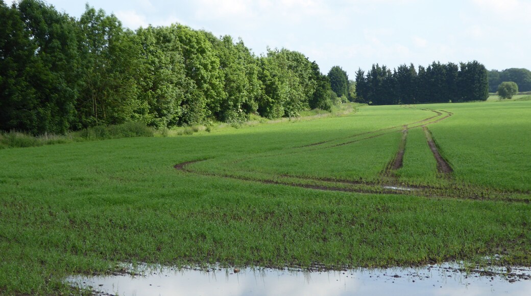 Setchey SSSI is a Site of Special Scientific Interest south of King's Lynn in Norfolk.