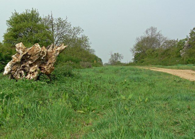 A grassy field with a large tree stump and a dirt path.