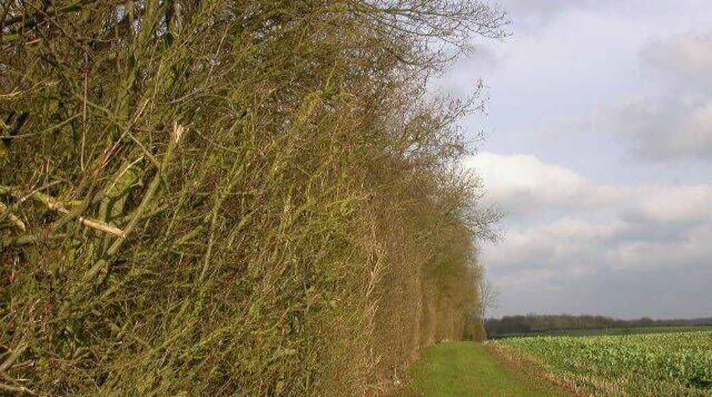 How Wood. View north-east from south corner of wood.