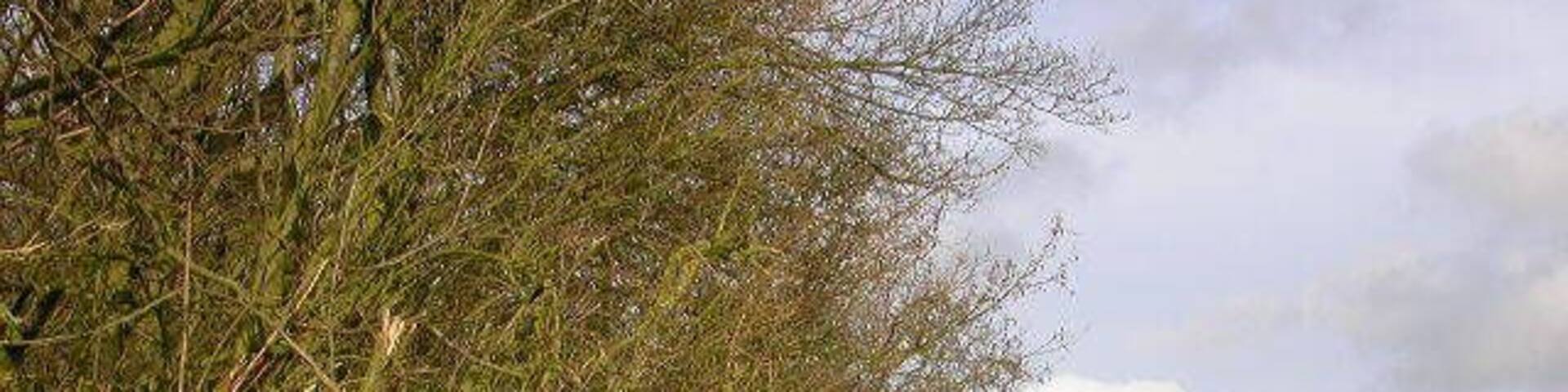 How Wood. View north-east from south corner of wood.