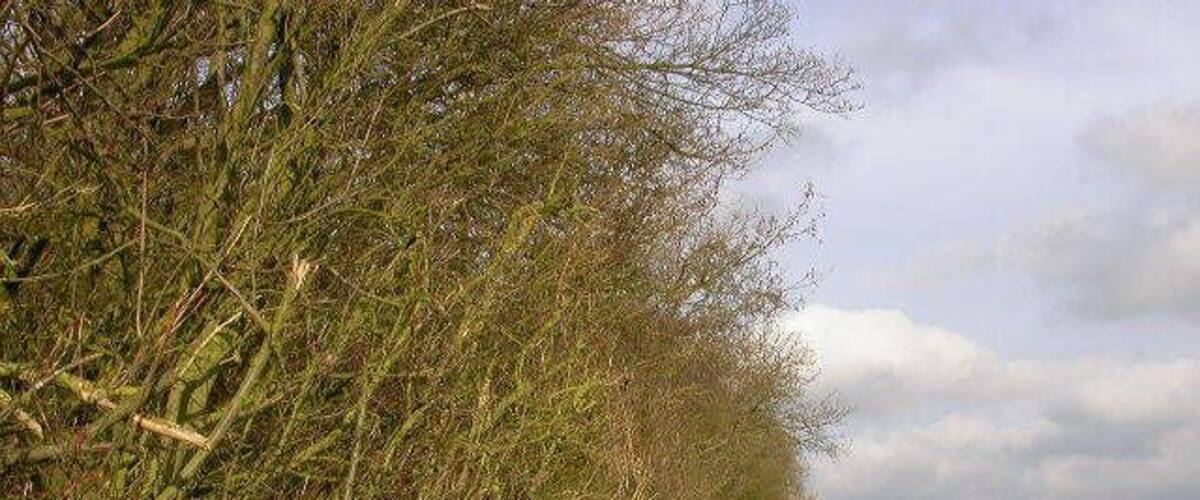 A rural path bordered by dense shrubbery and a field.