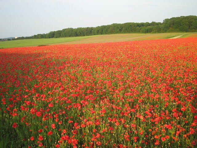 Towards Flitwick Woods from John Bunyan trail footpath; white building in distance on left is in the Maulden Road industrial estate in Flitwick. A meadow (or fallow field?) covered by flowering poppies (Papaver sp.).
