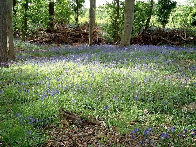 Bluebells in Rod Wood. I think (from looking at the map) that this wood is called Rod Wood. It is on the opposite side of the road to Flitwick Plantation (see 171920) and is near to Warren Farm.