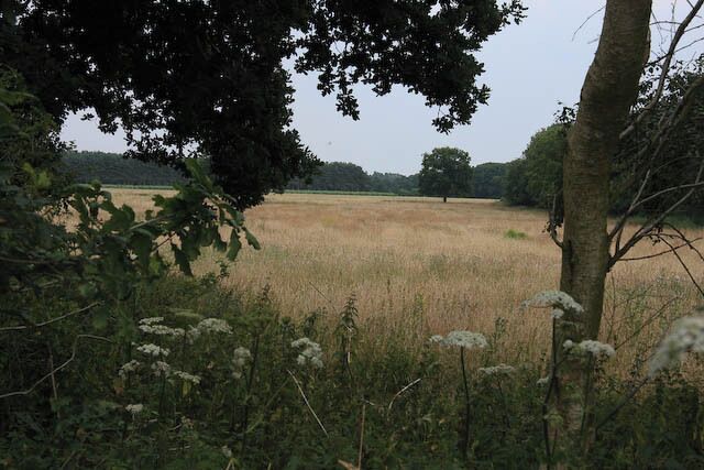Field amongst the woodland Mixed farming and forestry are mixed together in this area.