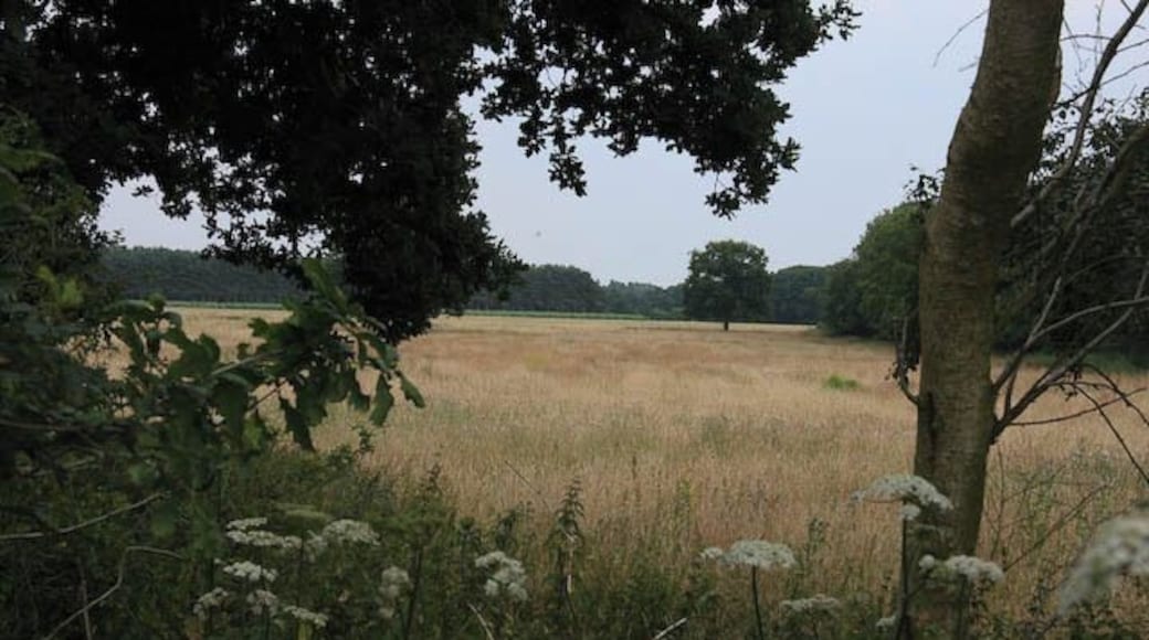 Field amongst the woodland Mixed farming and forestry are mixed together in this area.