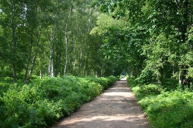 Peddars Way at Hockham Heath This long-distance trackway is used both by walkers and cyclists.