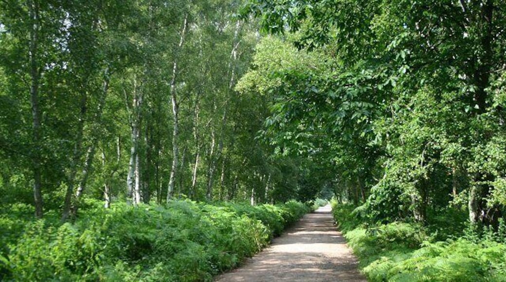 Peddars Way at Hockham Heath This long-distance trackway is used both by walkers and cyclists.
