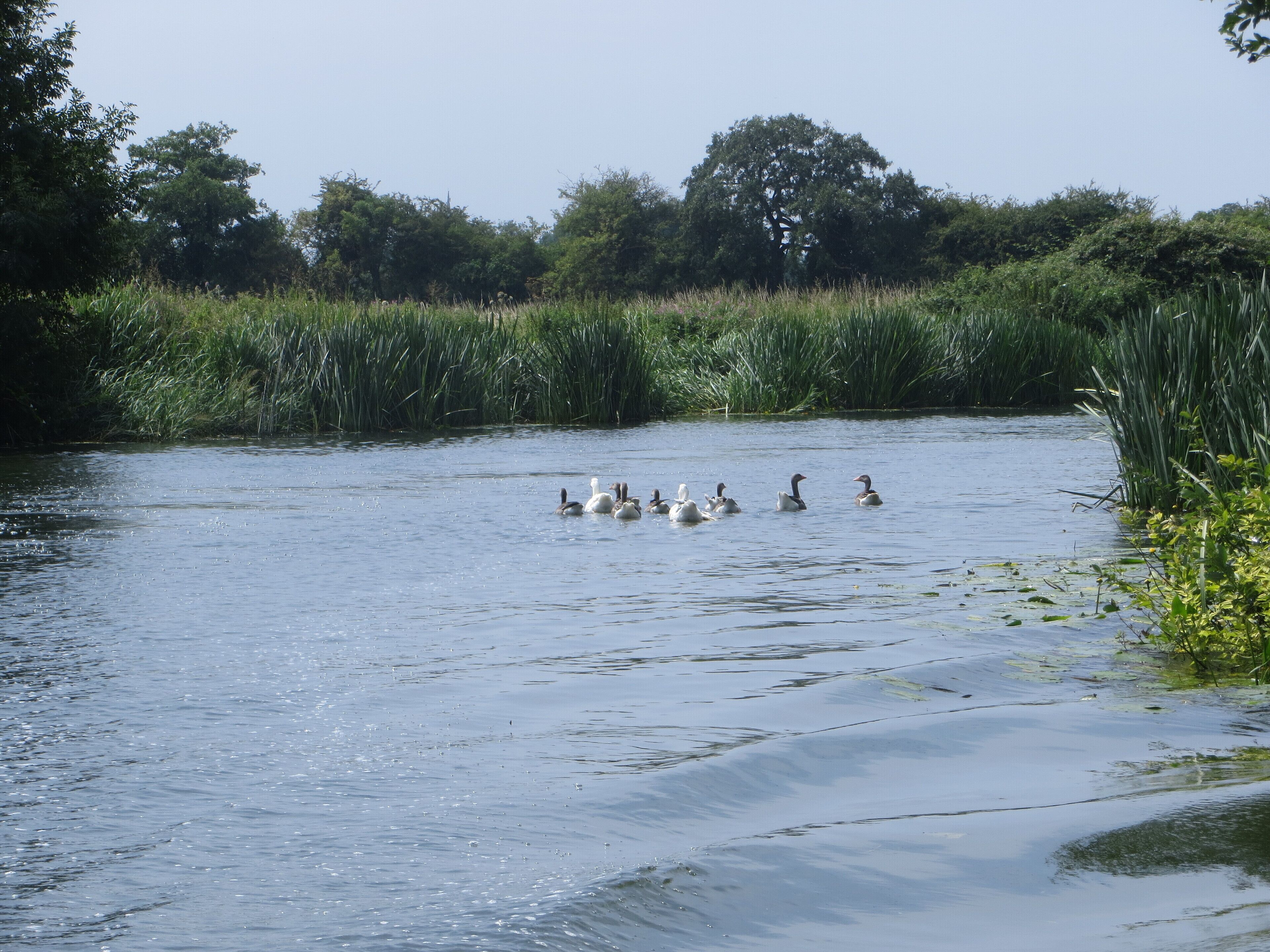 On the Nene between Cotterstock and Tansor - July 2014