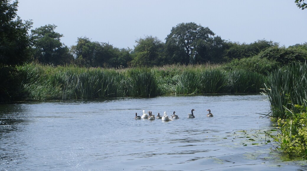 On the Nene between Cotterstock and Tansor - July 2014