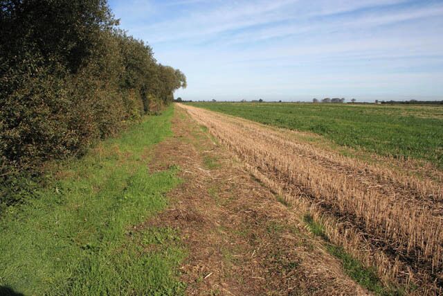 Farmland on Thurlby Fen Marked on the map as a track this just looks like a normal field margin.