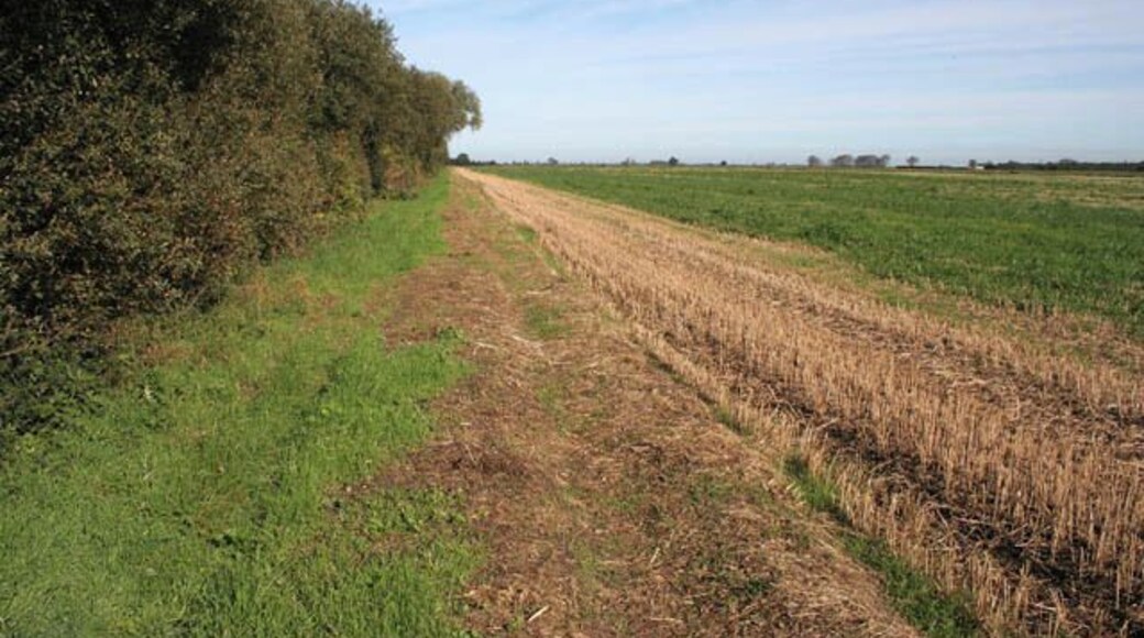 Farmland on Thurlby Fen Marked on the map as a track this just looks like a normal field margin.