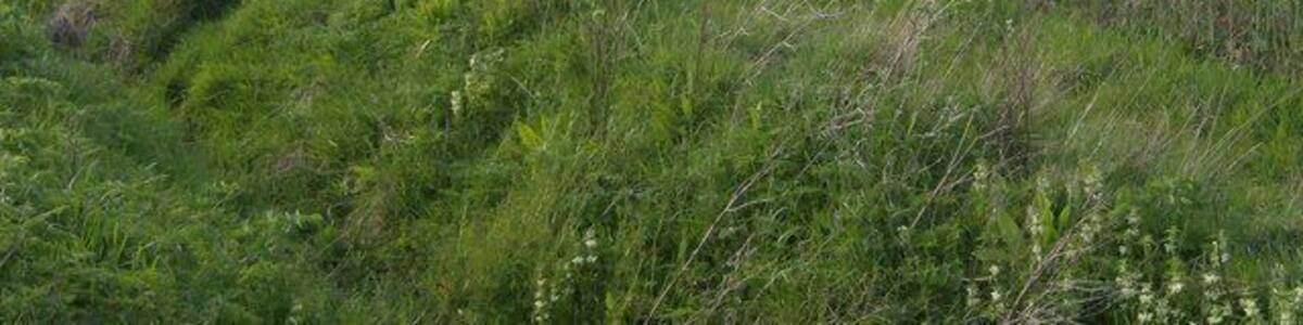 Rape and Obthorpe Lodge. A footpath runs in a gentle arc from the A15 at Kate's Bridge towards Obthorpe Lodge. On the Macmillan Way the land rises a few feet as we encounter the oolitic limestone territory for the first time and leave the fens.