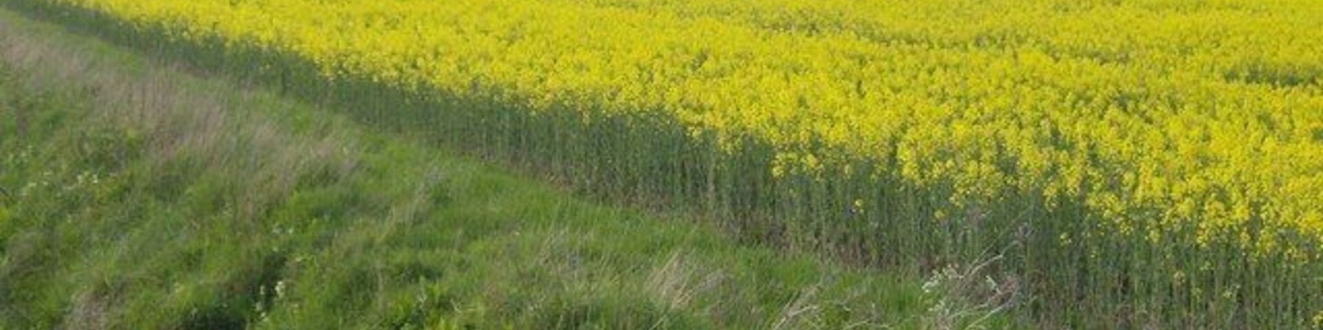 Rape and Obthorpe Lodge. A footpath runs in a gentle arc from the A15 at Kate's Bridge towards Obthorpe Lodge. On the Macmillan Way the land rises a few feet as we encounter the oolitic limestone territory for the first time and leave the fens.