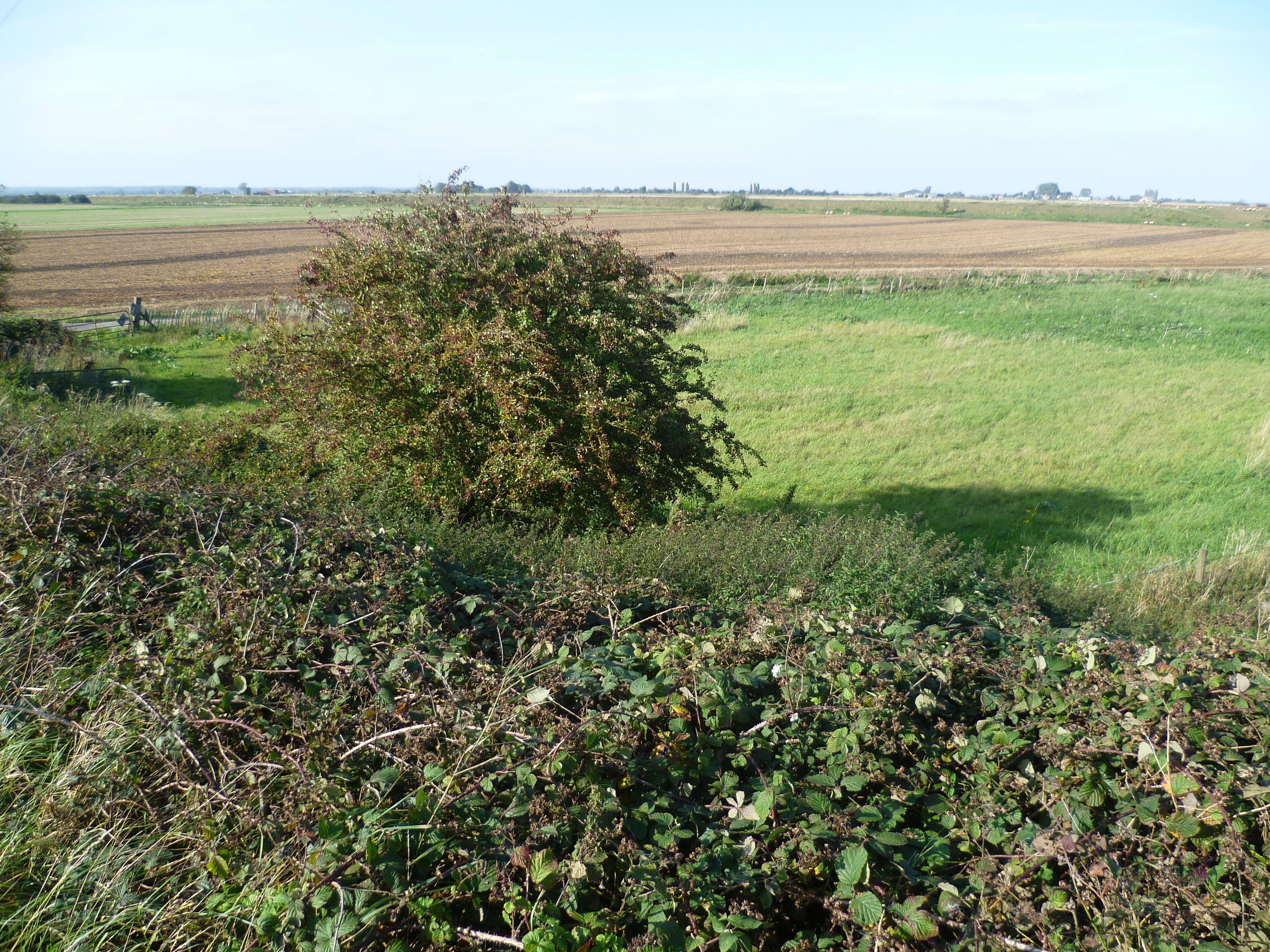 A rural landscape with a large bush, a field, and a fence.