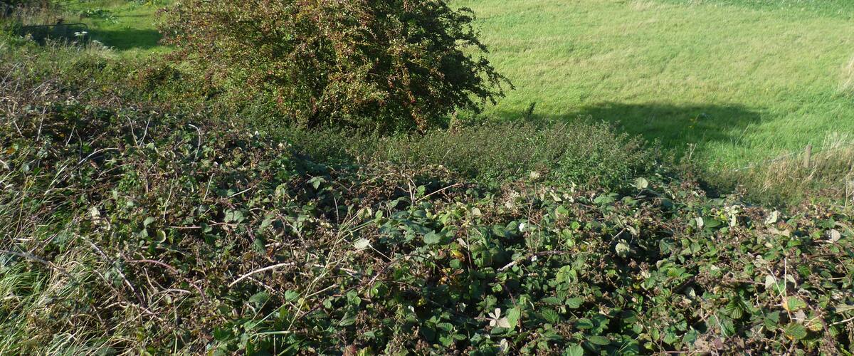 A rural landscape with a large bush, a field, and a fence.